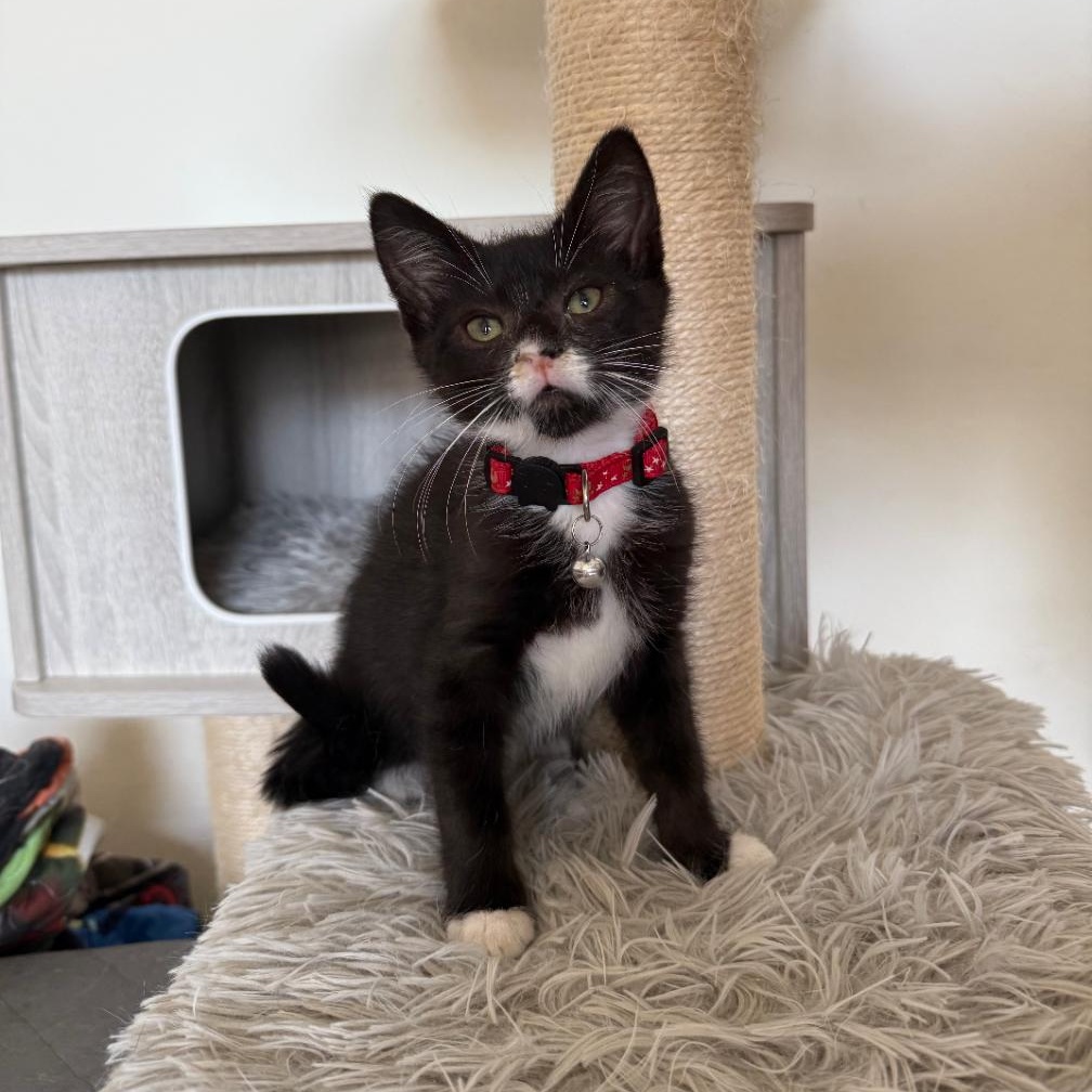 FREDDY, a Adoptable Domestic Short Hair in Ontario, CA image 1/5