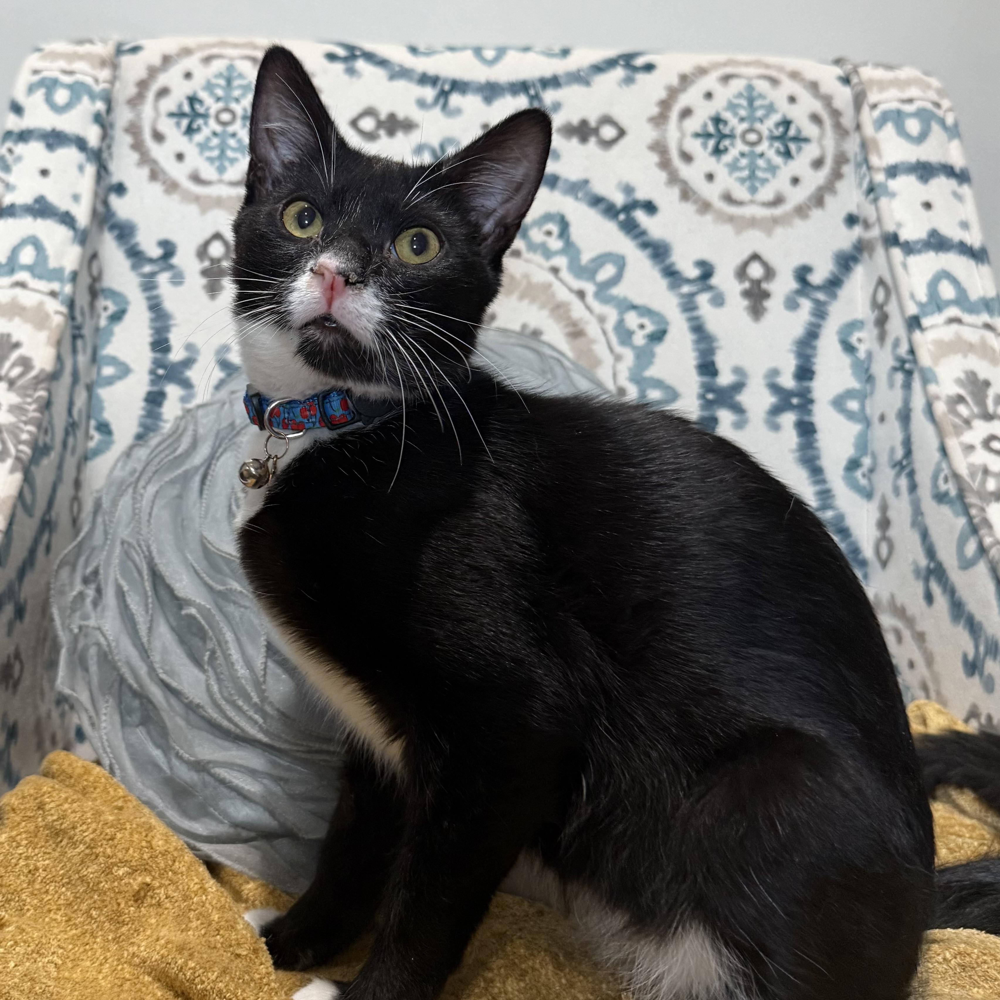 FREDDY — thumbnail 4