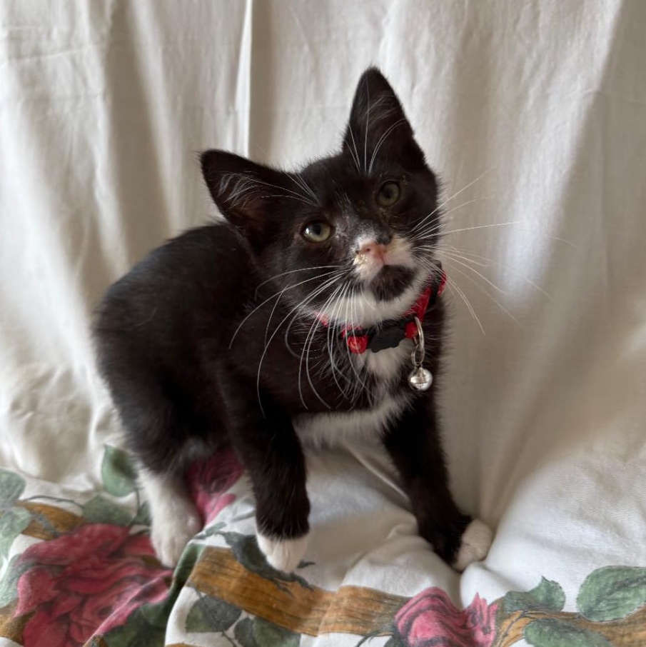 FREDDY, a Adoptable Domestic Short Hair in Ontario, CA image 4/5