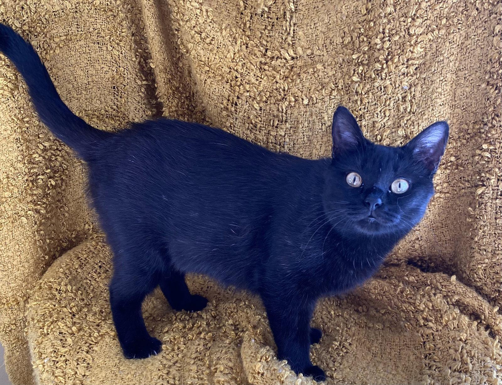 Starla - ADOPT ME FOR FREE!, a Adoptable mixed breed in Cookeville, TN image 1/3