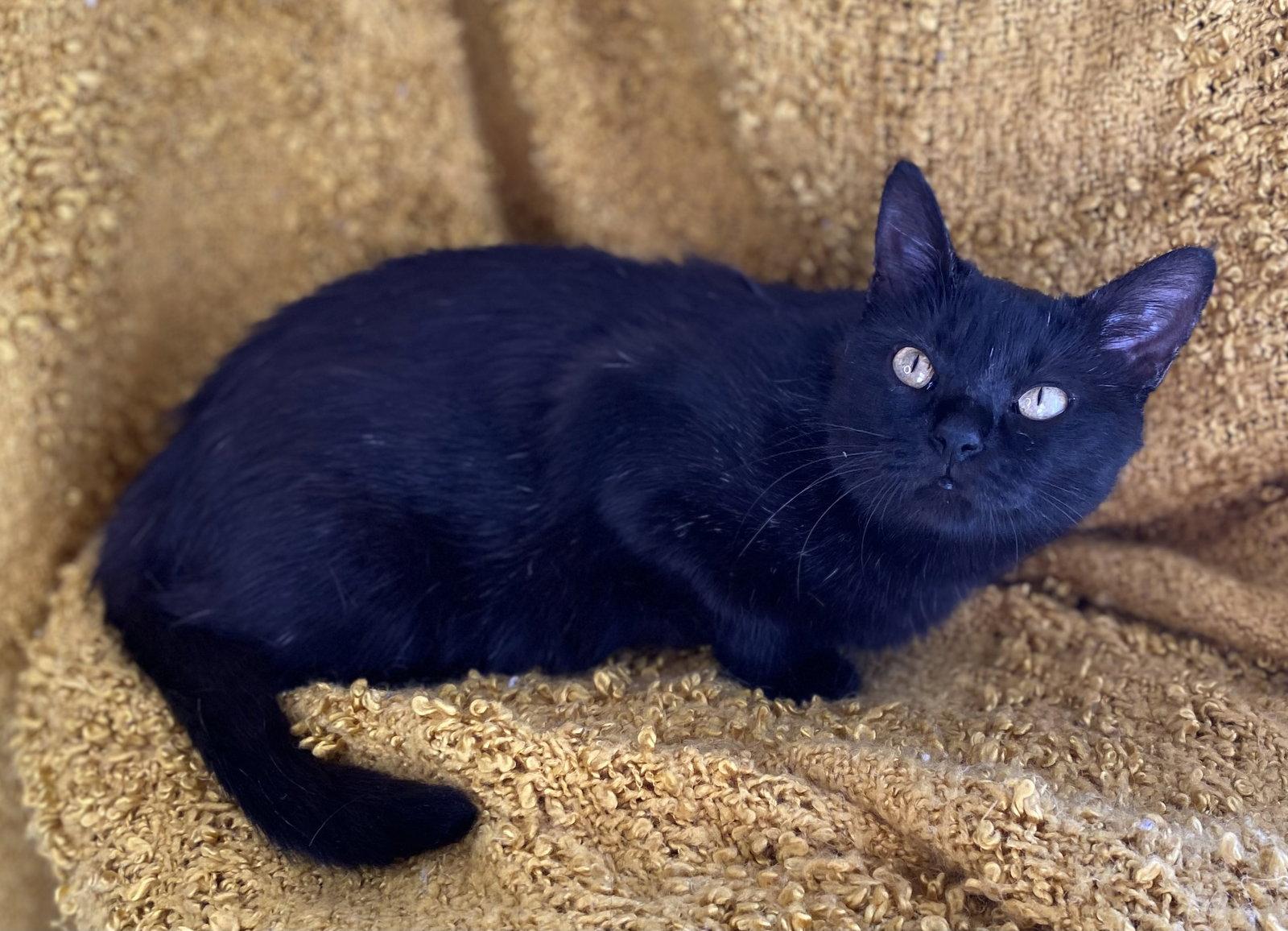 Starla - ADOPT ME FOR FREE!, a Adoptable mixed breed in Cookeville, TN image 3/3