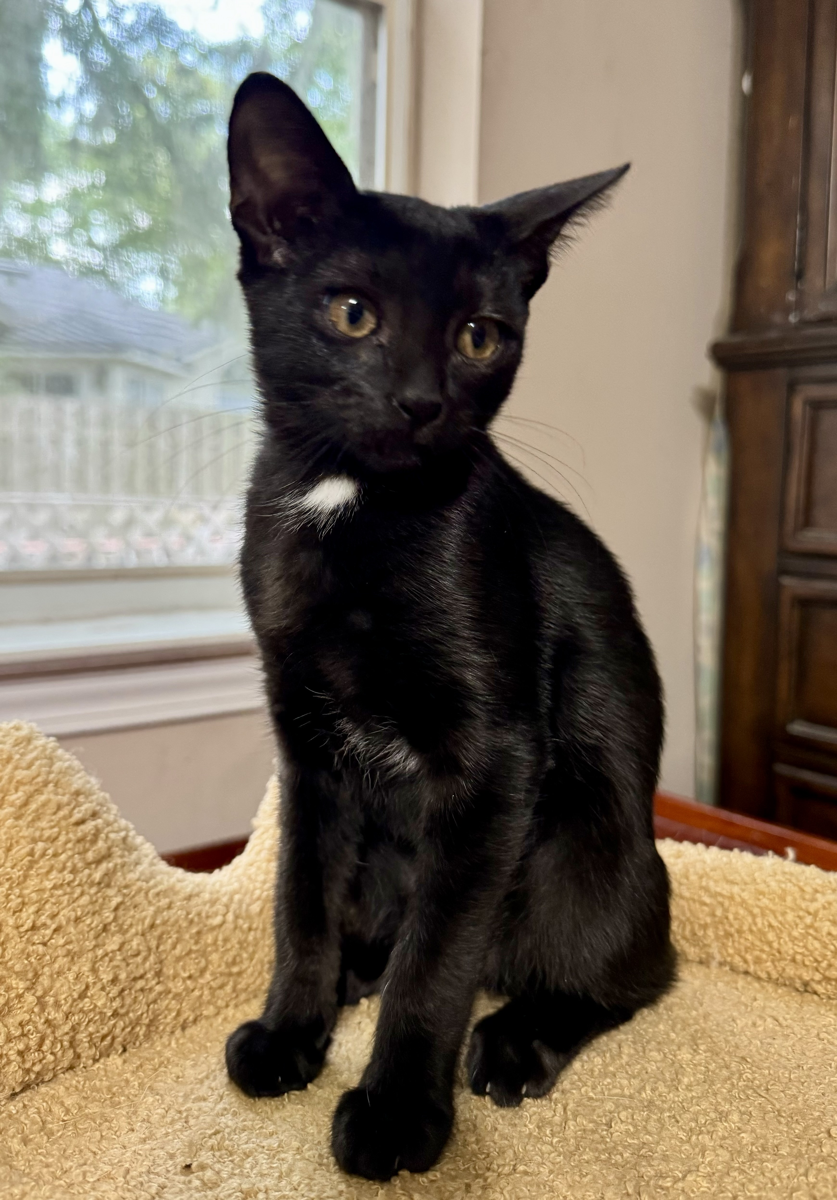 Evee, an adoptable Domestic Short Hair in Jacksonville, FL, 32206 | Photo Image 4