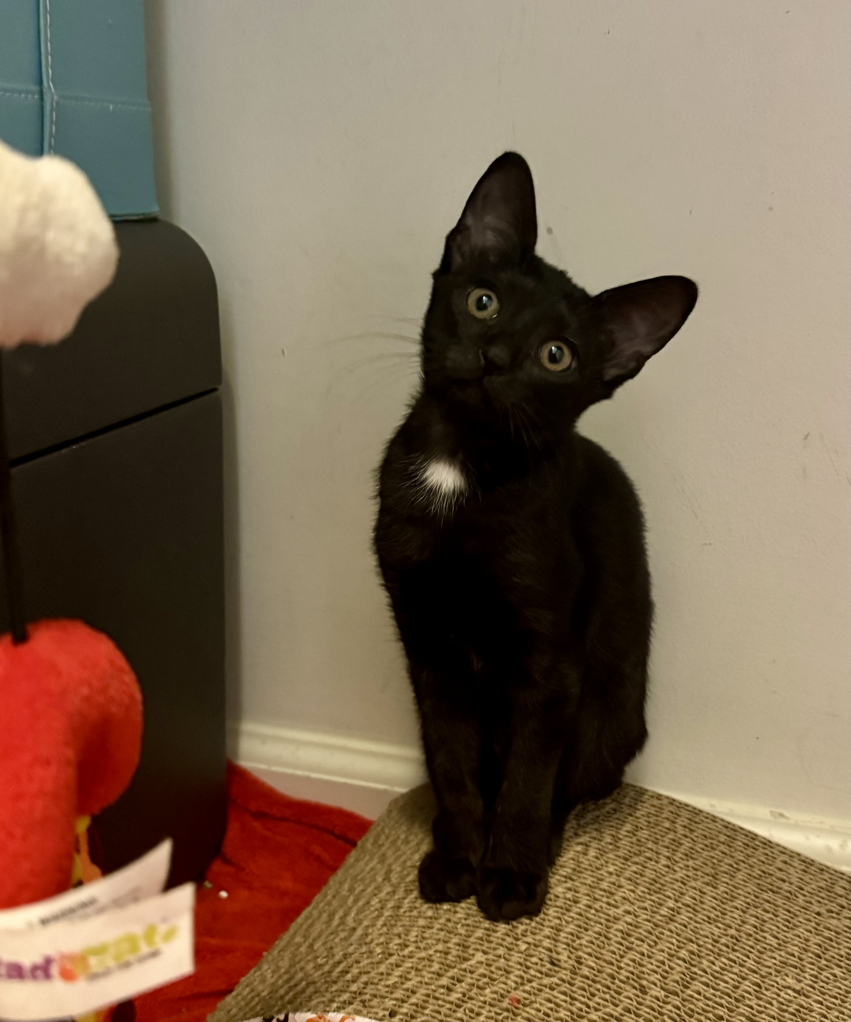 Evee, an adoptable Domestic Short Hair in Jacksonville, FL, 32206 | Photo Image 5