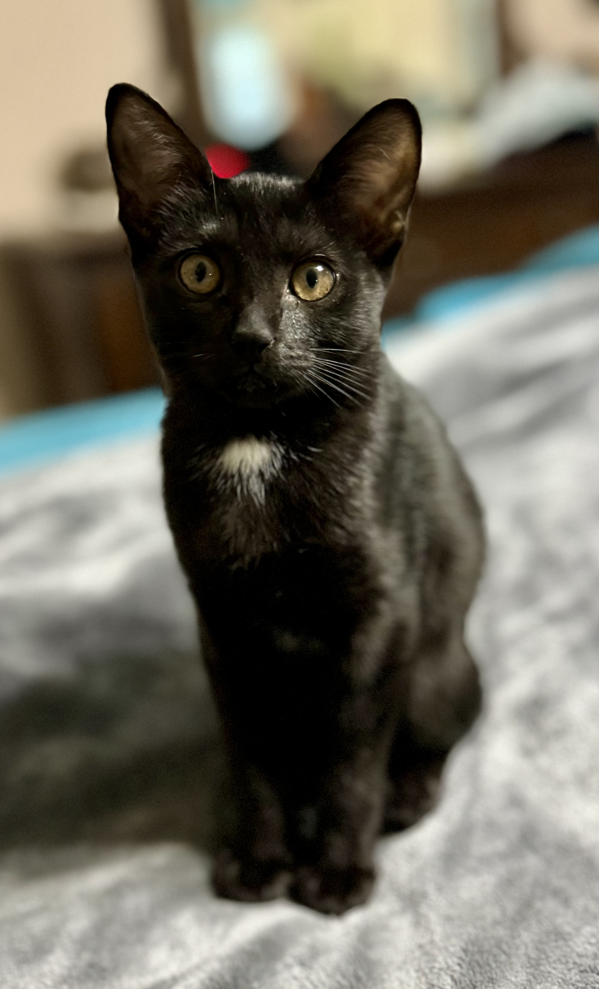 Evee, an adoptable Domestic Short Hair in Jacksonville, FL, 32206 | Photo Image 1