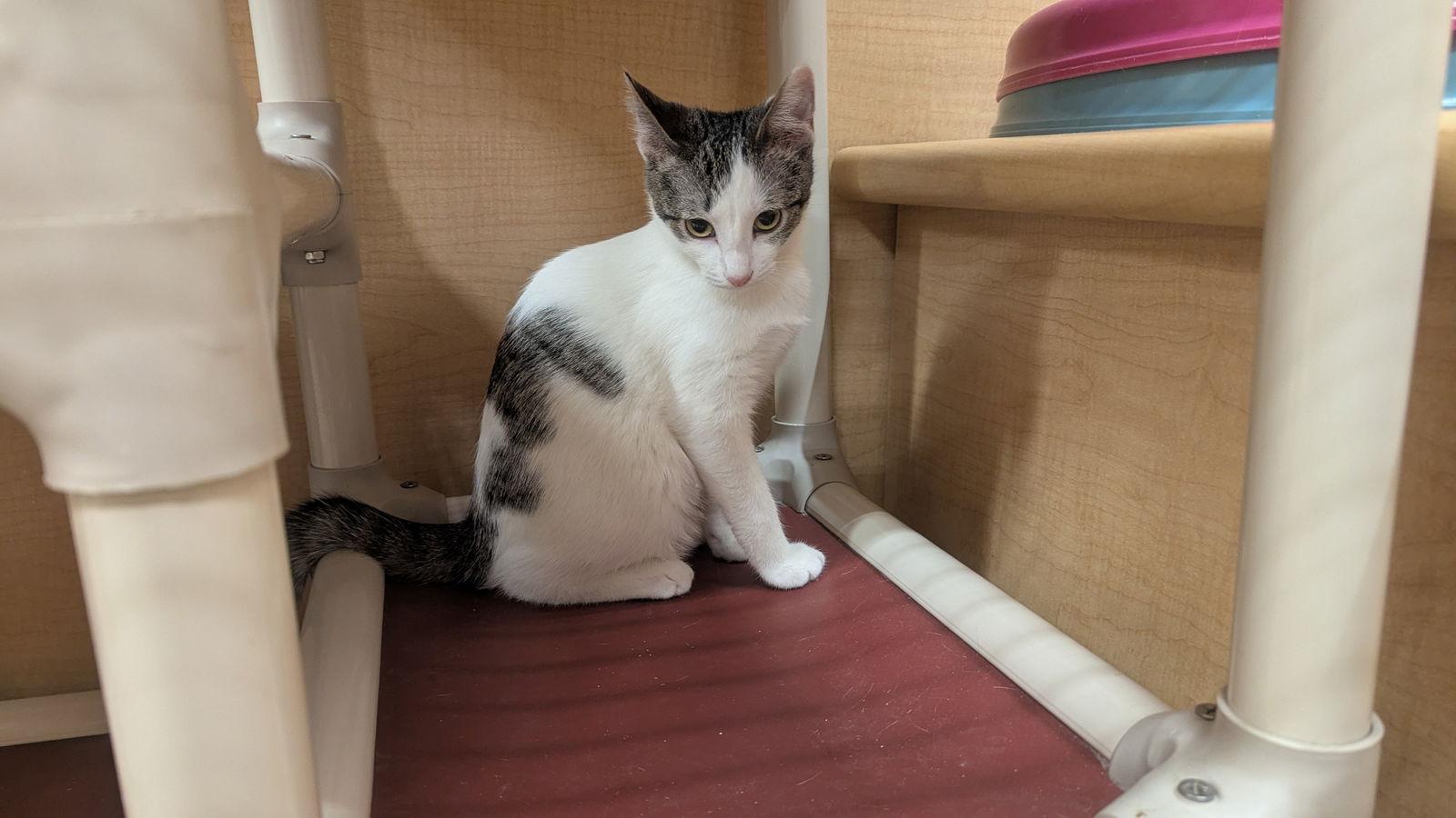 Pepe, Adoptable, Kitten Female Domestic Short Hair.