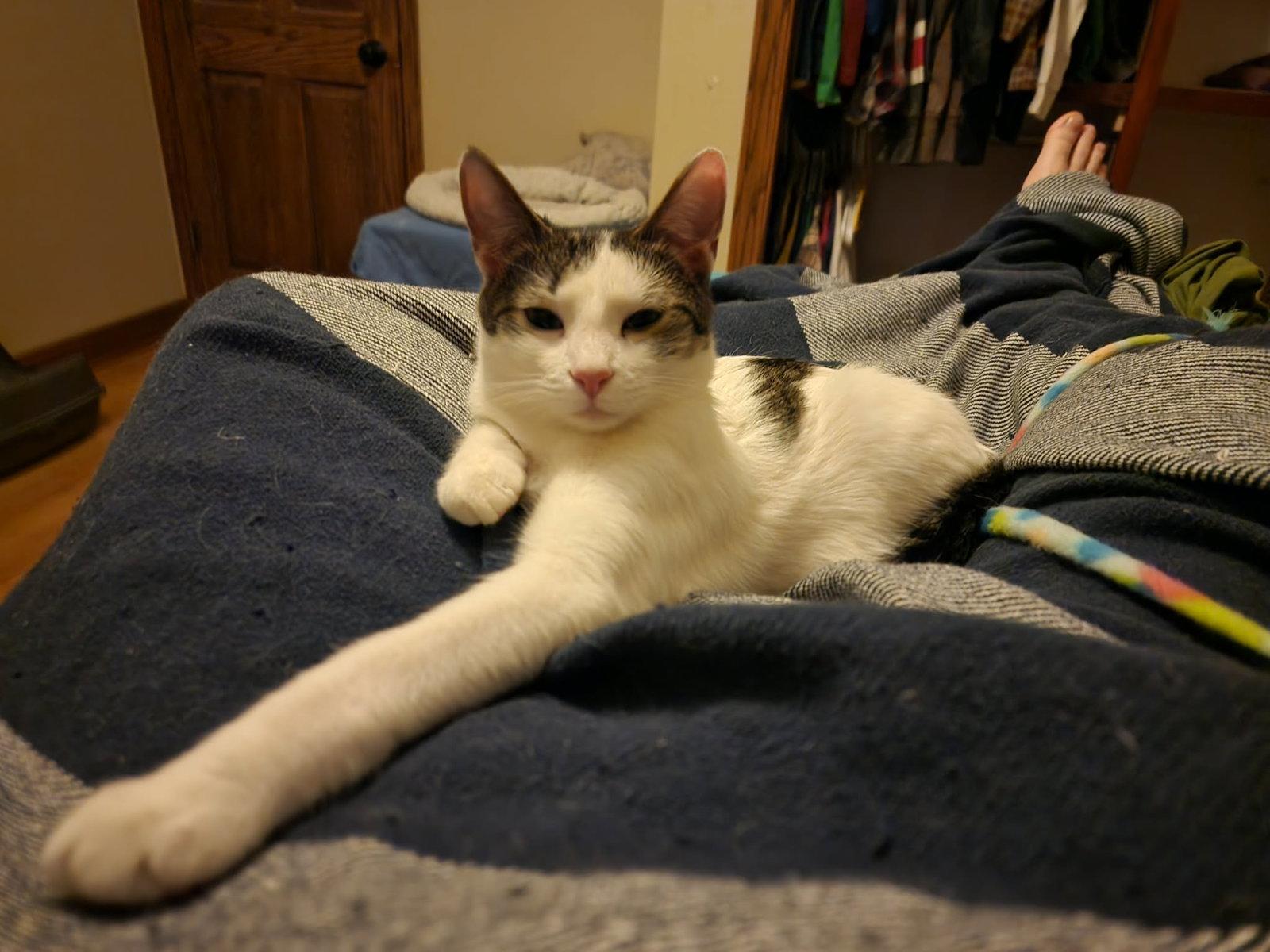 Pepe, Adoptable, Kitten Female Domestic Short Hair.