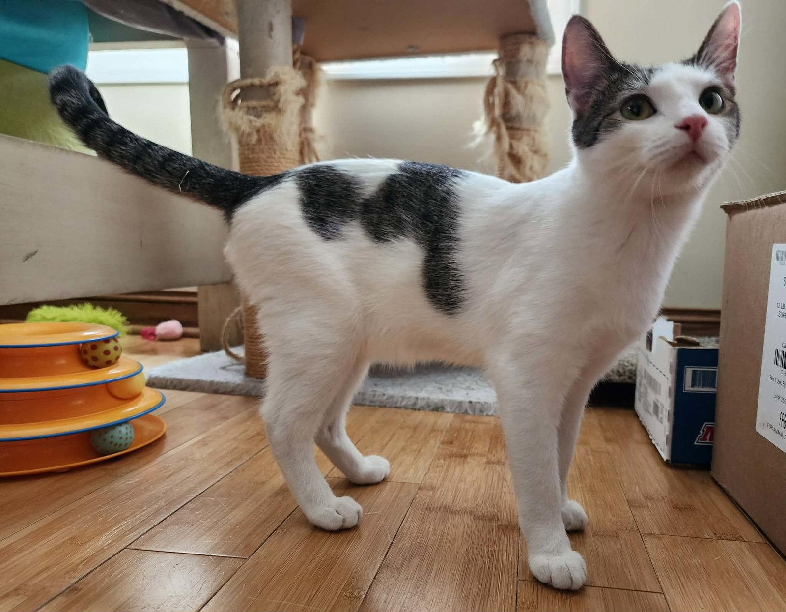 Pepe, a Adoptable Domestic Short Hair in hinckley, IL image 2/3