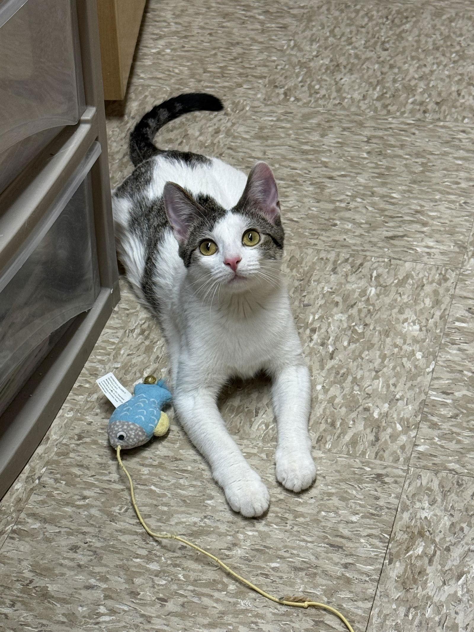 Enlarge Pepe, a Adoptable Domestic Short Hair in hinckley, IL image 2/3