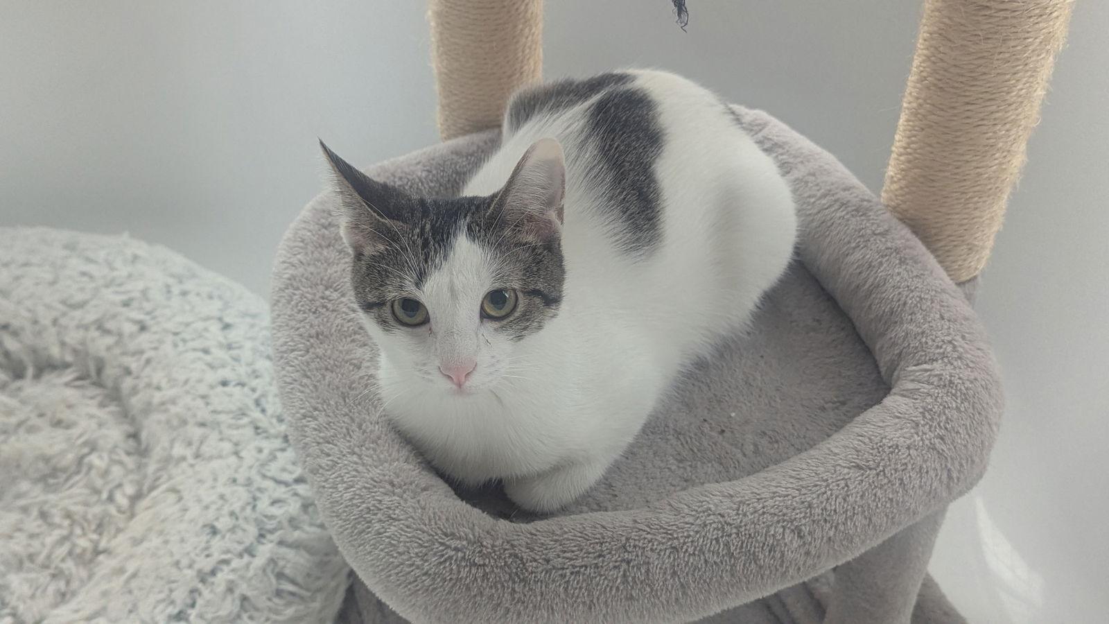 Enlarge Pepe, a Adoptable Domestic Short Hair in hinckley, IL image 3/3