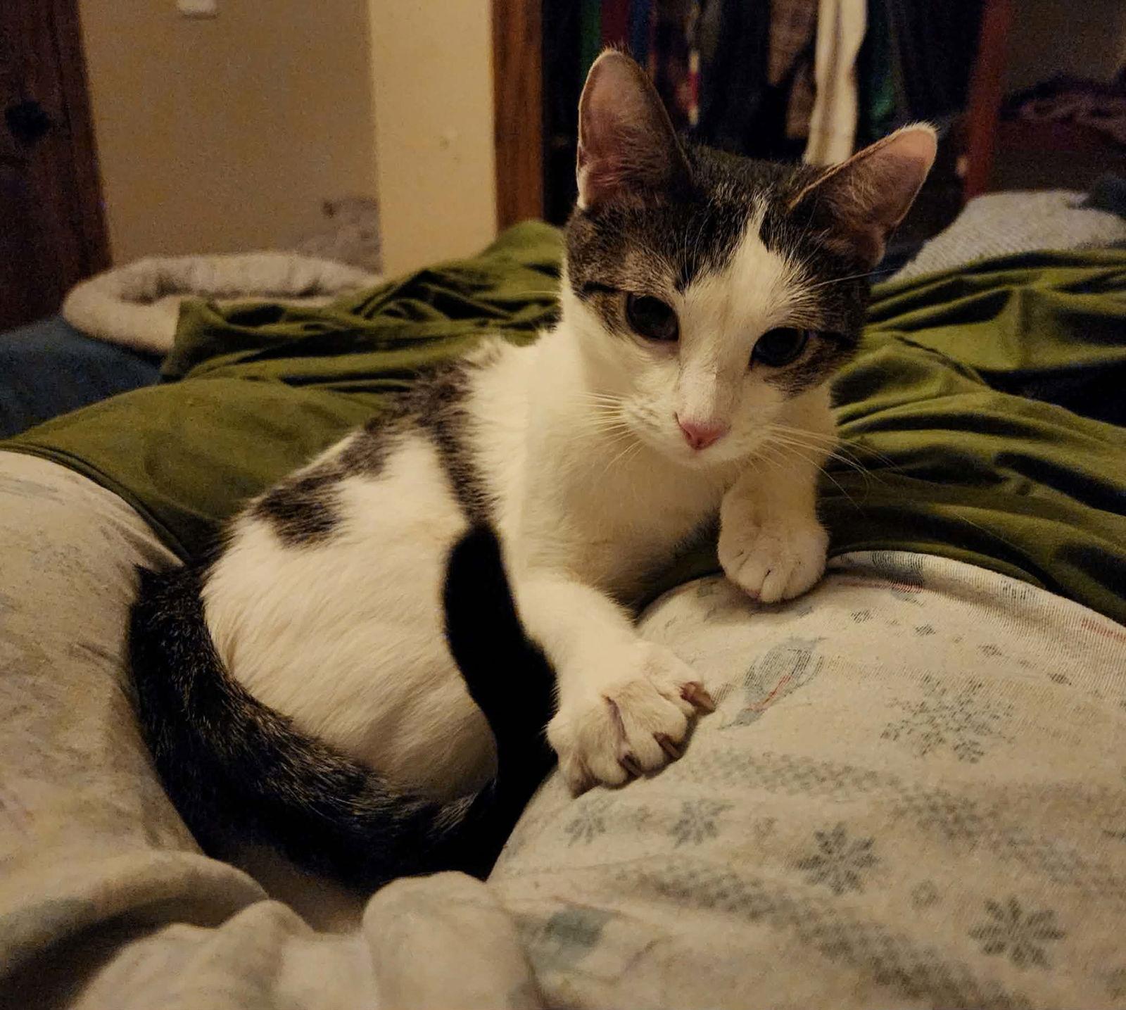 Enlarge Pepe, a Adoptable Domestic Short Hair in hinckley, IL image 3/3