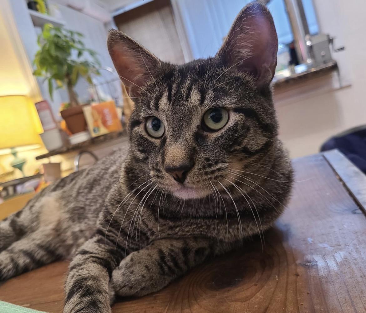 Enlarge Tuna!, a ADOPTABLE Domestic Short Hair in Brooklyn, NY image 4/5