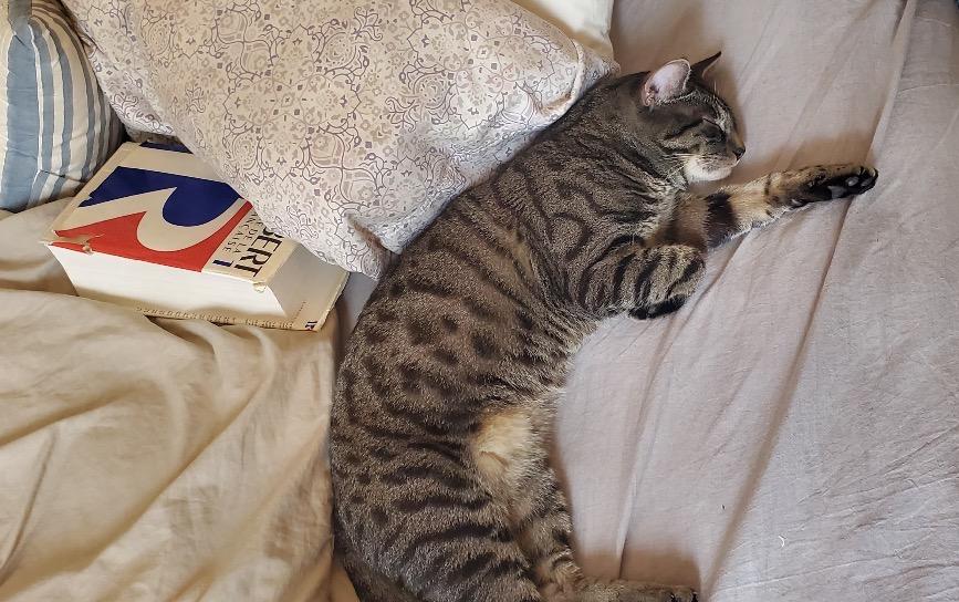 Enlarge Tuna!, a ADOPTABLE Domestic Short Hair in Brooklyn, NY image 3/5