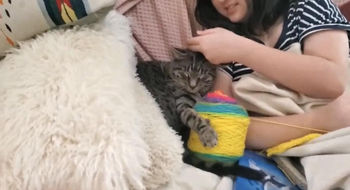 Enlarge Tuna!, a ADOPTABLE Domestic Short Hair in Brooklyn, NY image 2/5