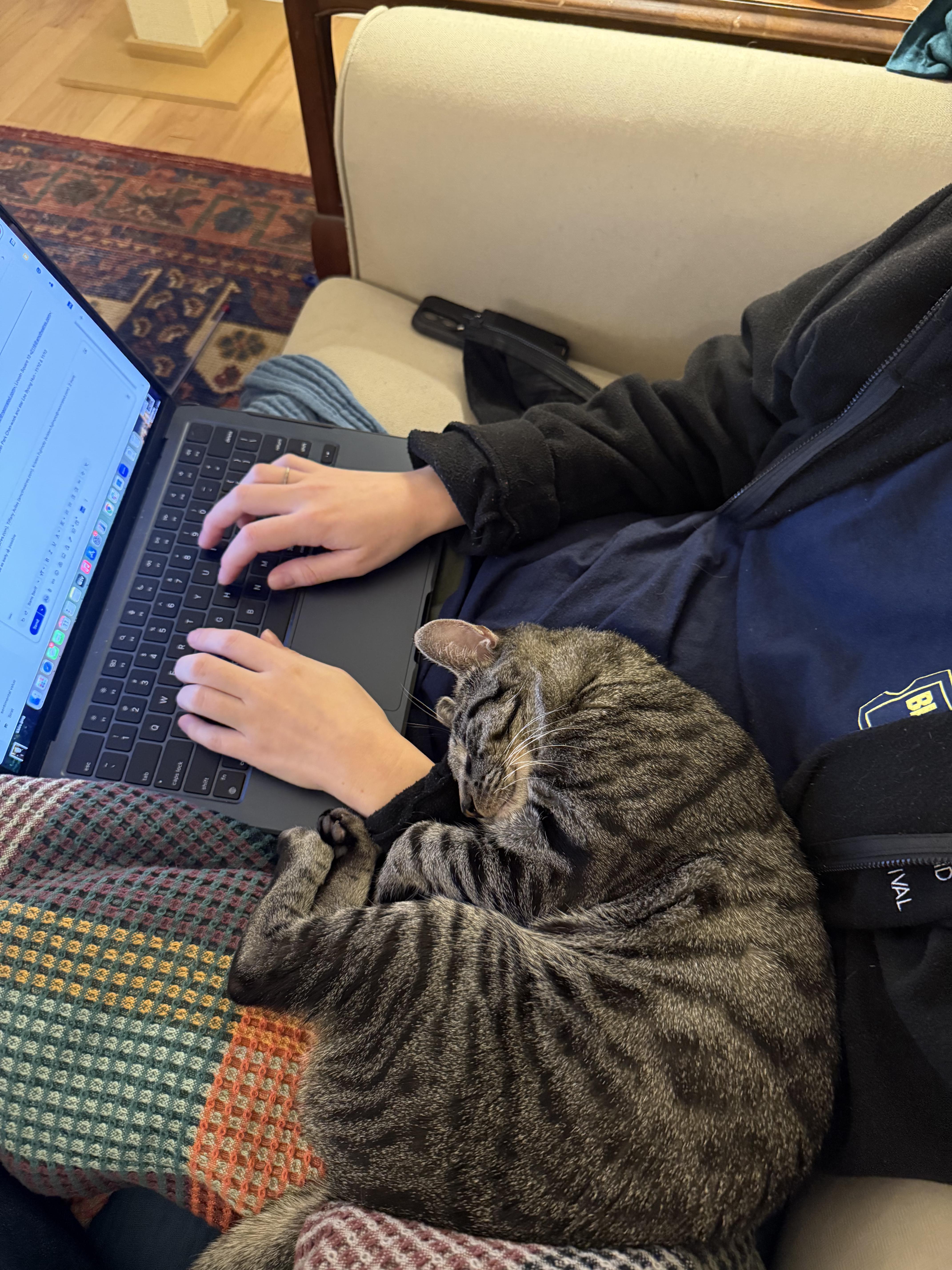 Enlarge Tuna!, a ADOPTABLE Domestic Short Hair in Brooklyn, NY image 5/5