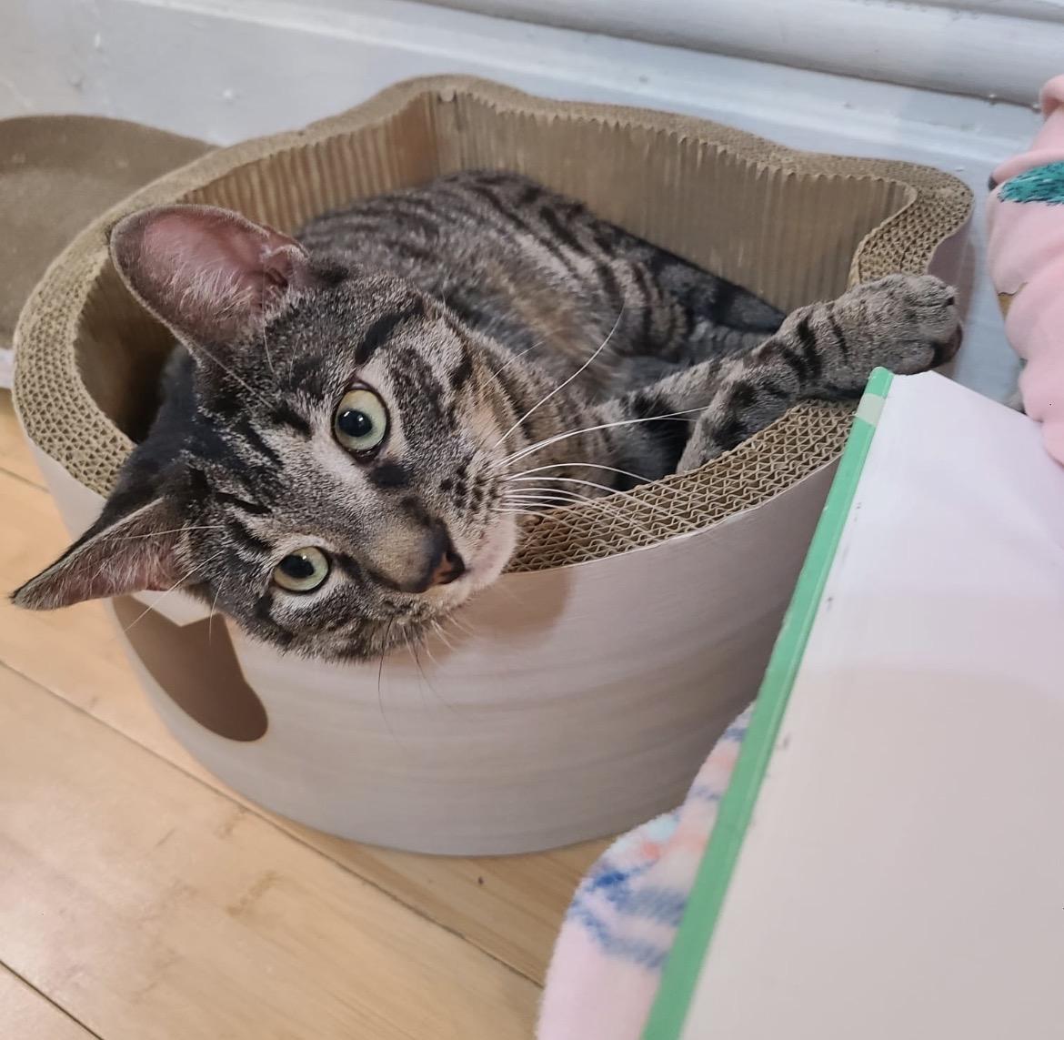 Enlarge Tuna!, a ADOPTABLE Domestic Short Hair in Brooklyn, NY image 1/5