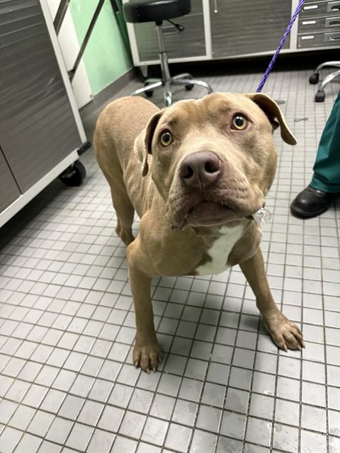 PEANUT, Adoptable, Adult Male Pit Bull Terrier.