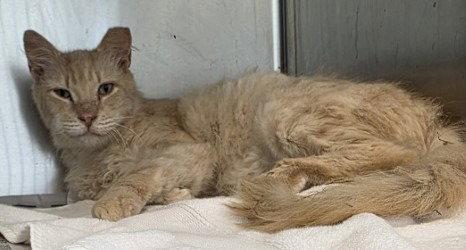 CA 124 Steve, Adoptable, Adult Male Domestic Long Hair.