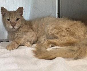 CA 124 Steve, a Adoptable Domestic Long Hair in Glen Allen, VA image 2/3