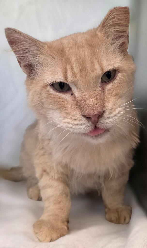 CA 124 Steve, a Adoptable Domestic Long Hair in Glen Allen, VA image 3/3