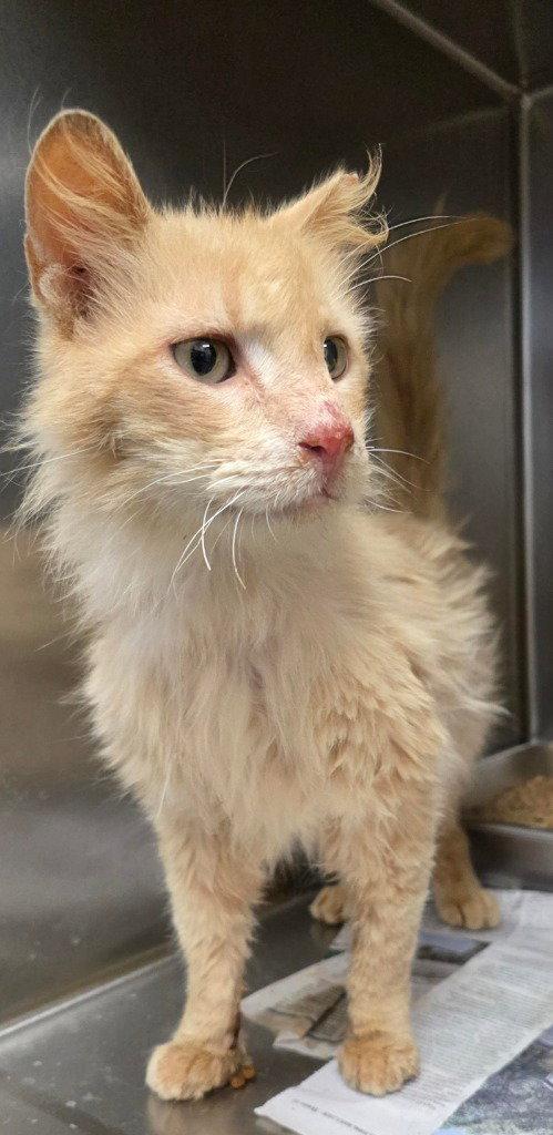 Enlarge CA 124 Steve, a Adoptable Domestic Long Hair in Glen Allen, VA image 1/1