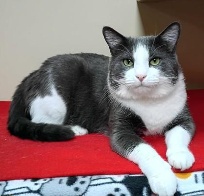 George, Adoptable, Young Male Domestic Short Hair & Domestic Short Hair.