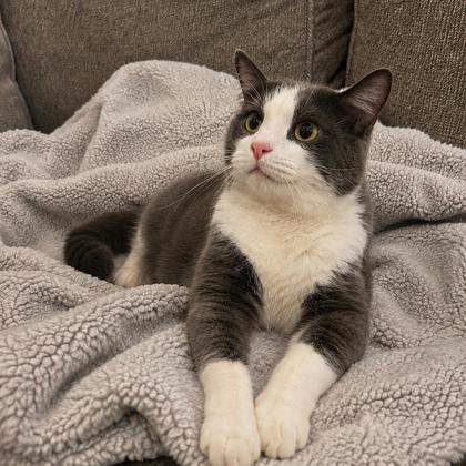 George, a Adoptable mixed breed in Elk Grove Village, IL image 2/3