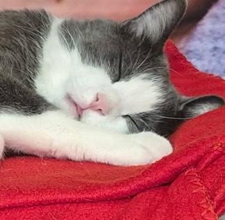 George, a Adoptable mixed breed in Elk Grove Village, IL image 3/3