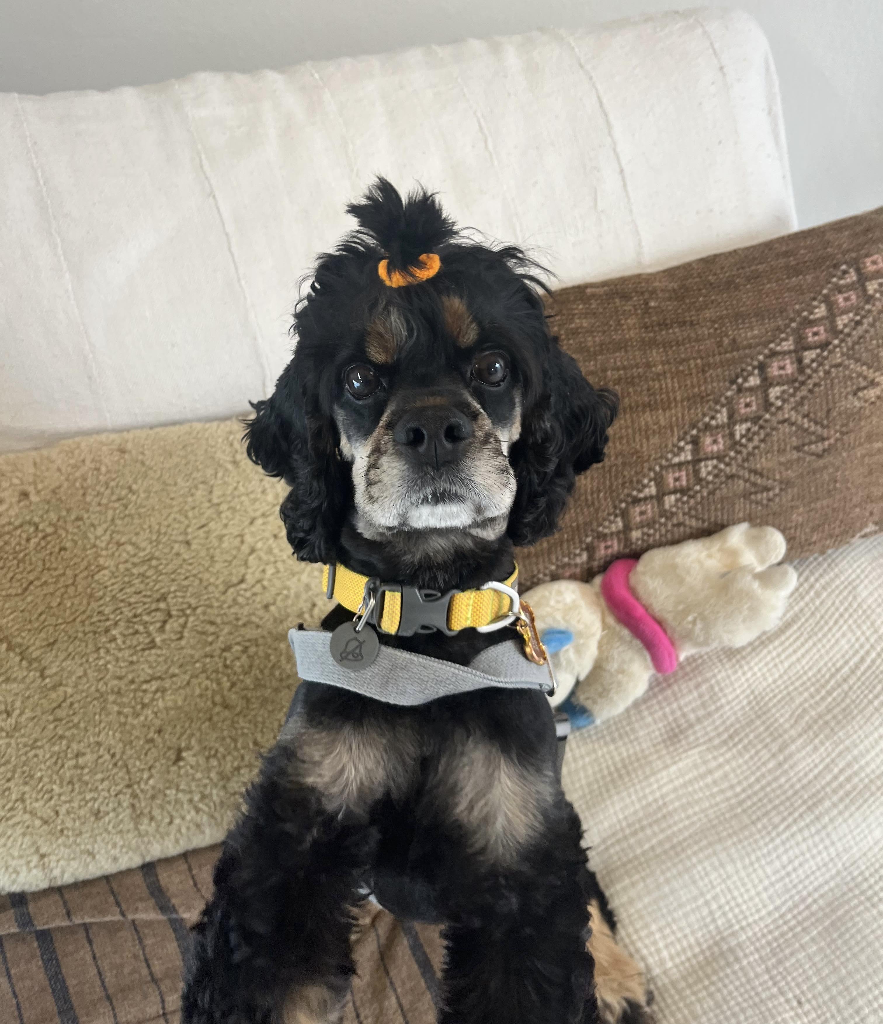 Nico, Adoptable, Adult Male Cocker Spaniel.
