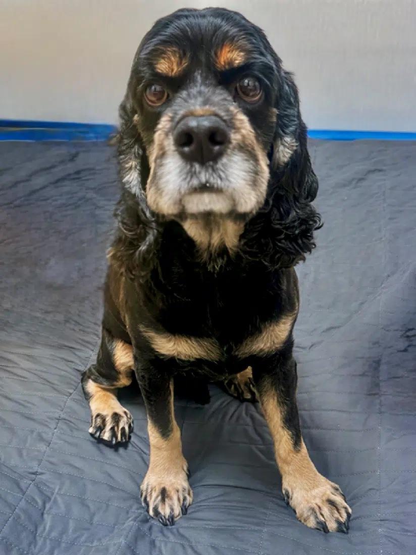 Enlarge Nico, a Adoptable Cocker Spaniel in South San Francisco, CA image 2/3