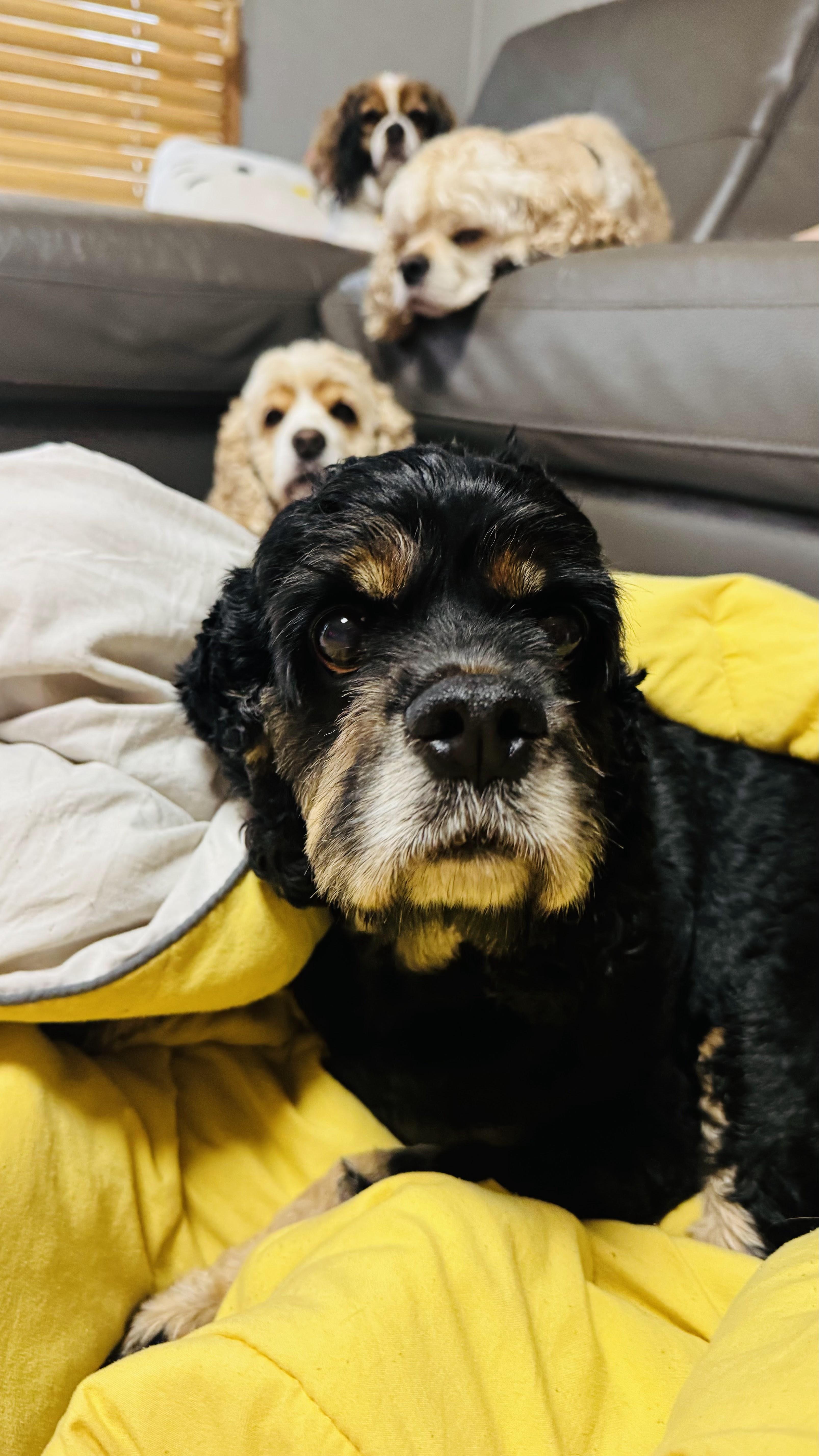 Enlarge Nico, a Adoptable Cocker Spaniel in South San Francisco, CA image 3/3