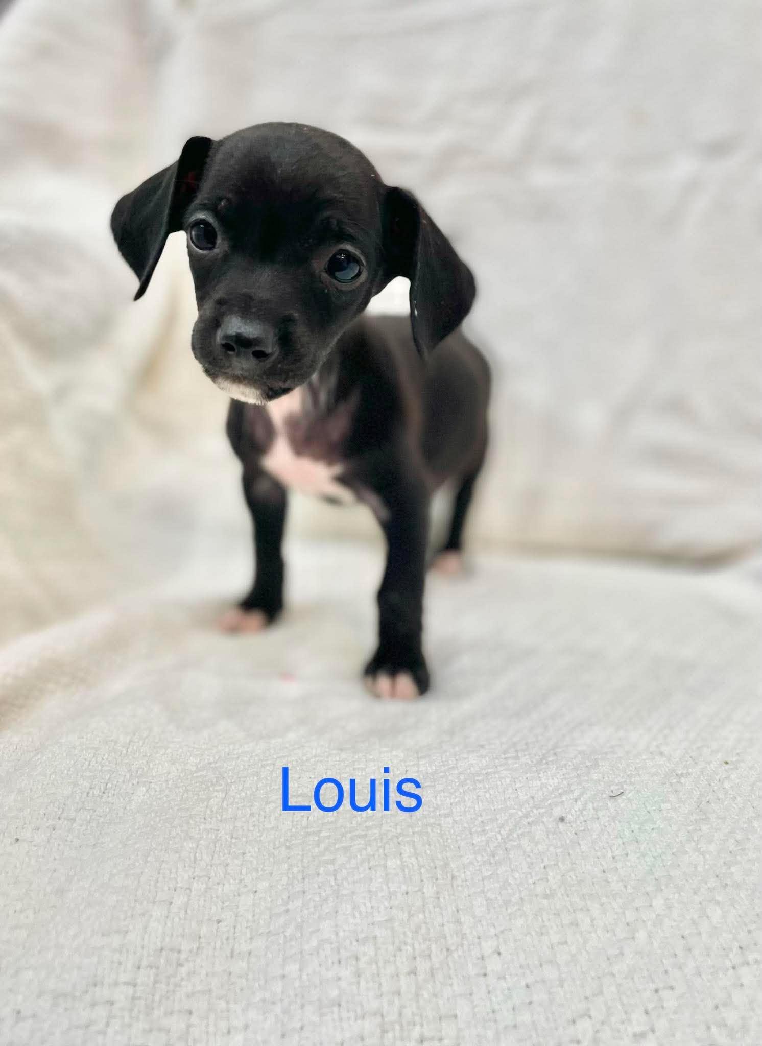 LOUIS, adopted, Puppy Male Chiweenie & Dachshund.