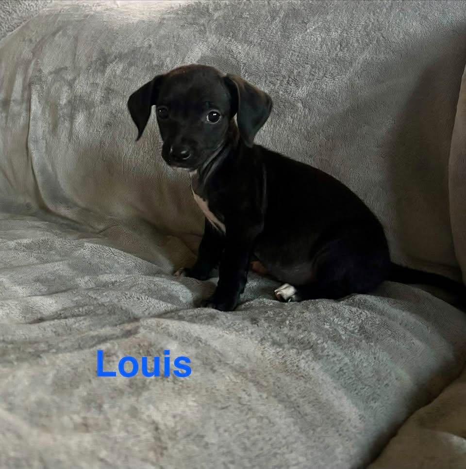 LOUIS, an adopted mixed breed in Madisonville, LA image 4/4