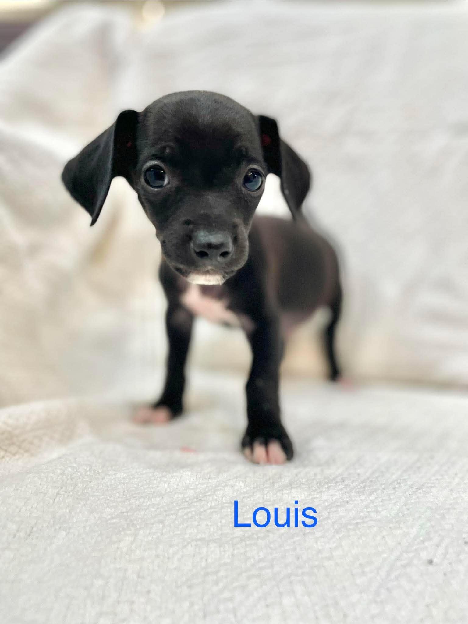LOUIS, an adopted mixed breed in Madisonville, LA image 2/4