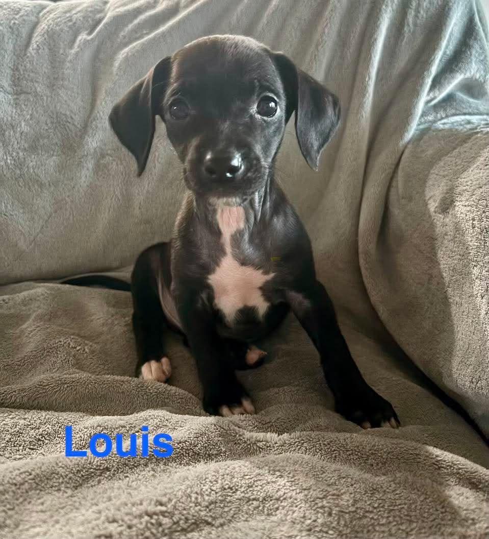 LOUIS, an adopted mixed breed in Madisonville, LA image 3/4