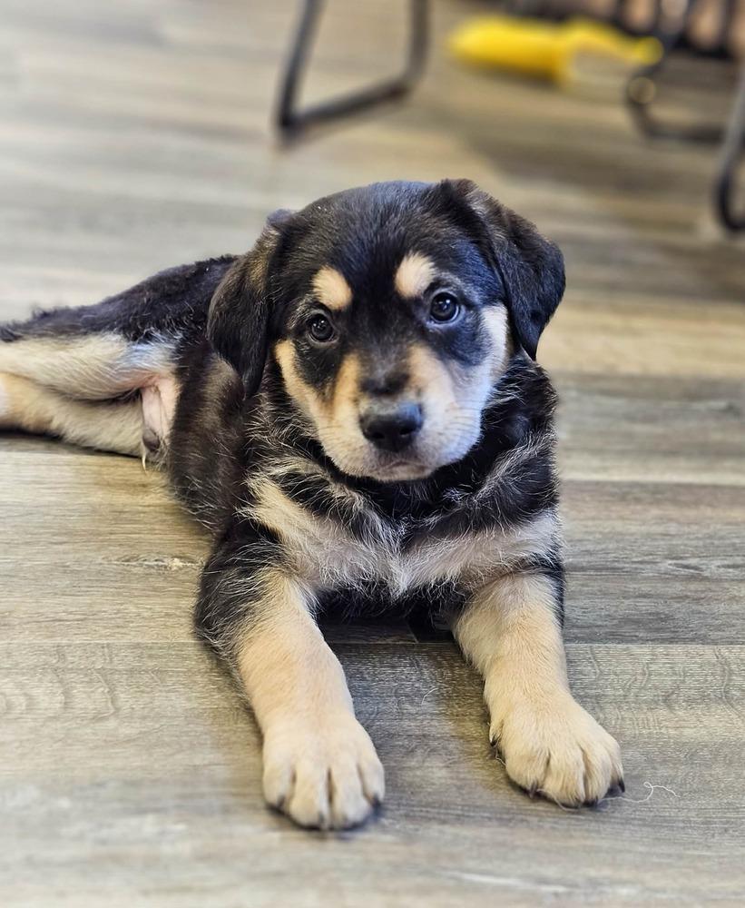 Enlarge Orca, a Adoptable mixed breed in Saginaw, MI image 2/2