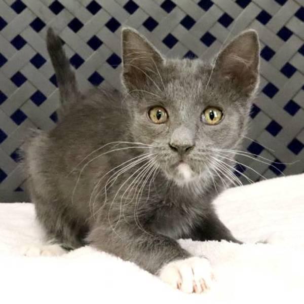 Enlarge Billy, a Adoptable mixed breed in Midland, TX image 1/1