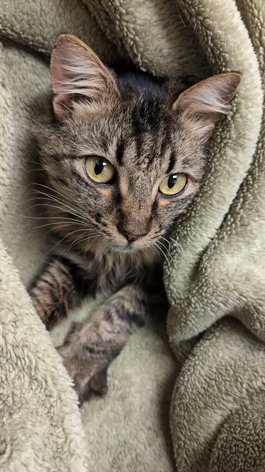 Ariel, a Adoptable Domestic Long Hair in Santa Rosa, CA image 2/6