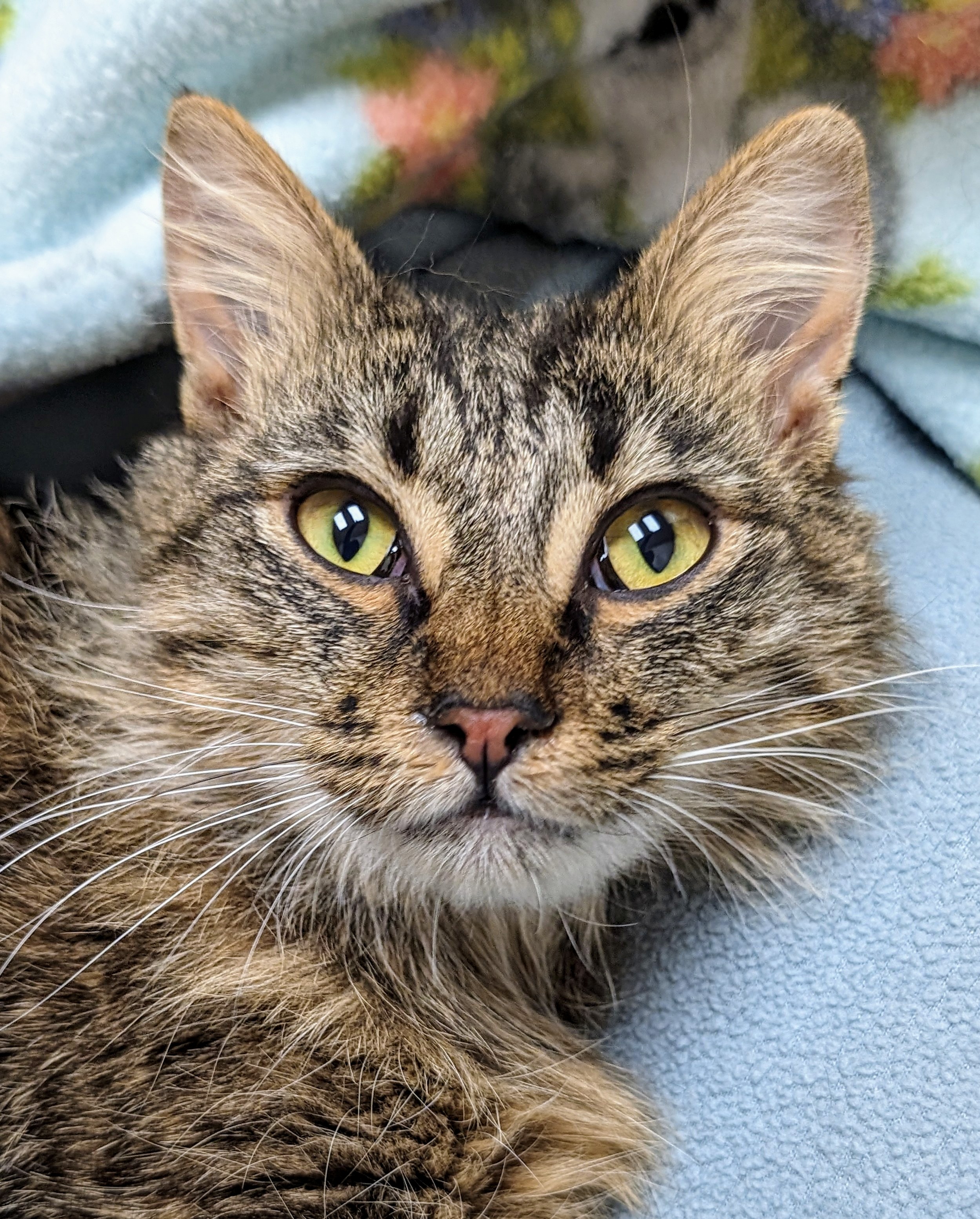 Ariel, a Adoptable Domestic Long Hair in Santa Rosa, CA image 4/6