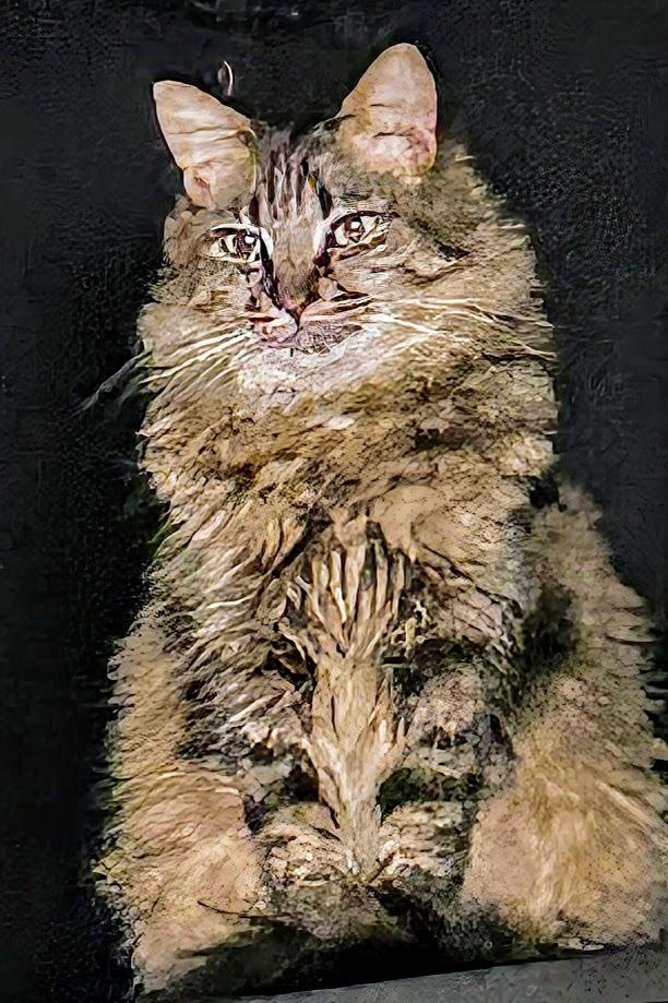 Ariel, a Adoptable Domestic Long Hair in Santa Rosa, CA image 3/6