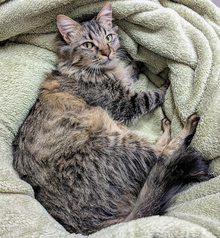 Ariel, a Adoptable Domestic Long Hair in Santa Rosa, CA image 1/6