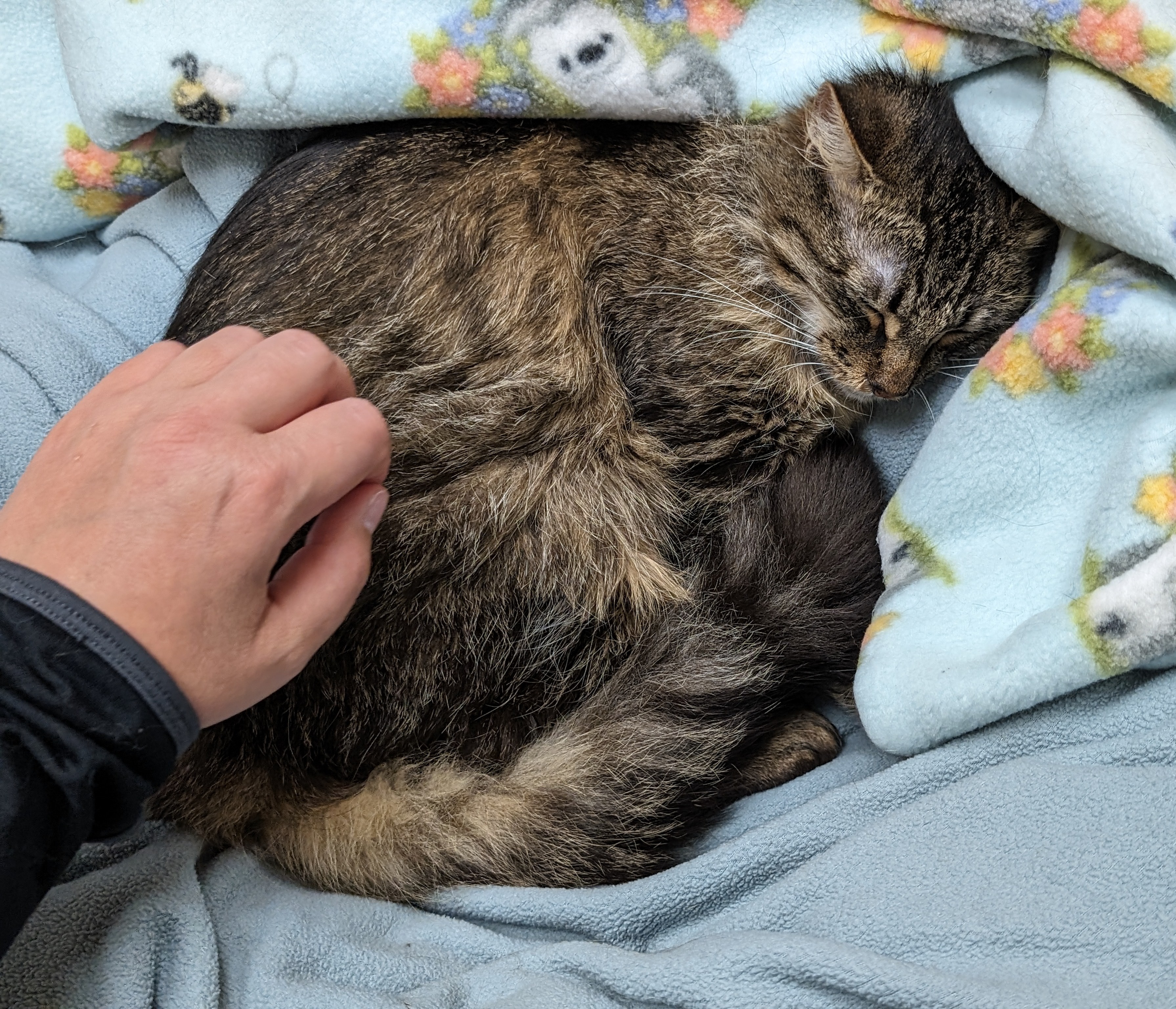 Ariel, a Adoptable Domestic Long Hair in Santa Rosa, CA image 6/6