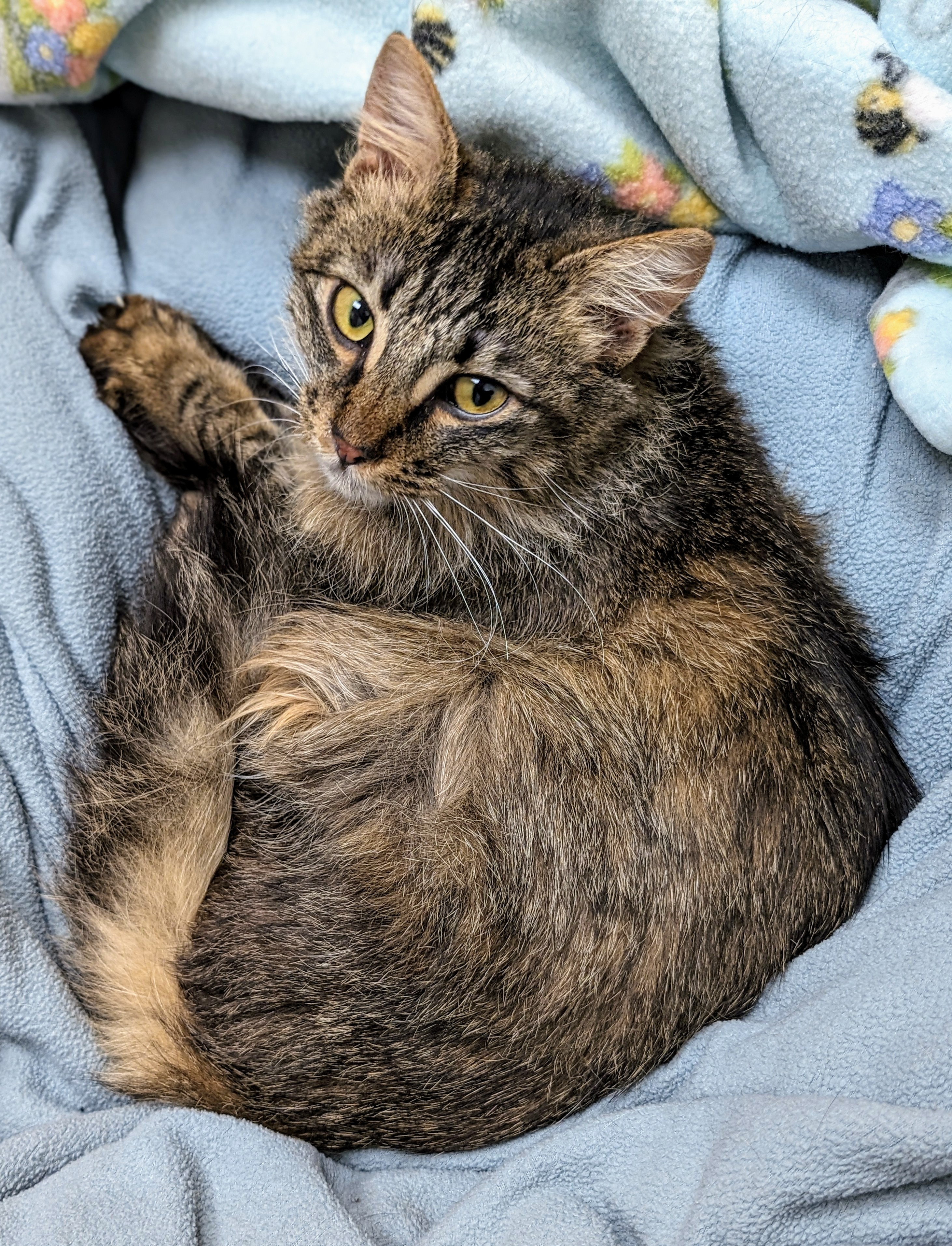 Ariel, a Adoptable Domestic Long Hair in Santa Rosa, CA image 5/6