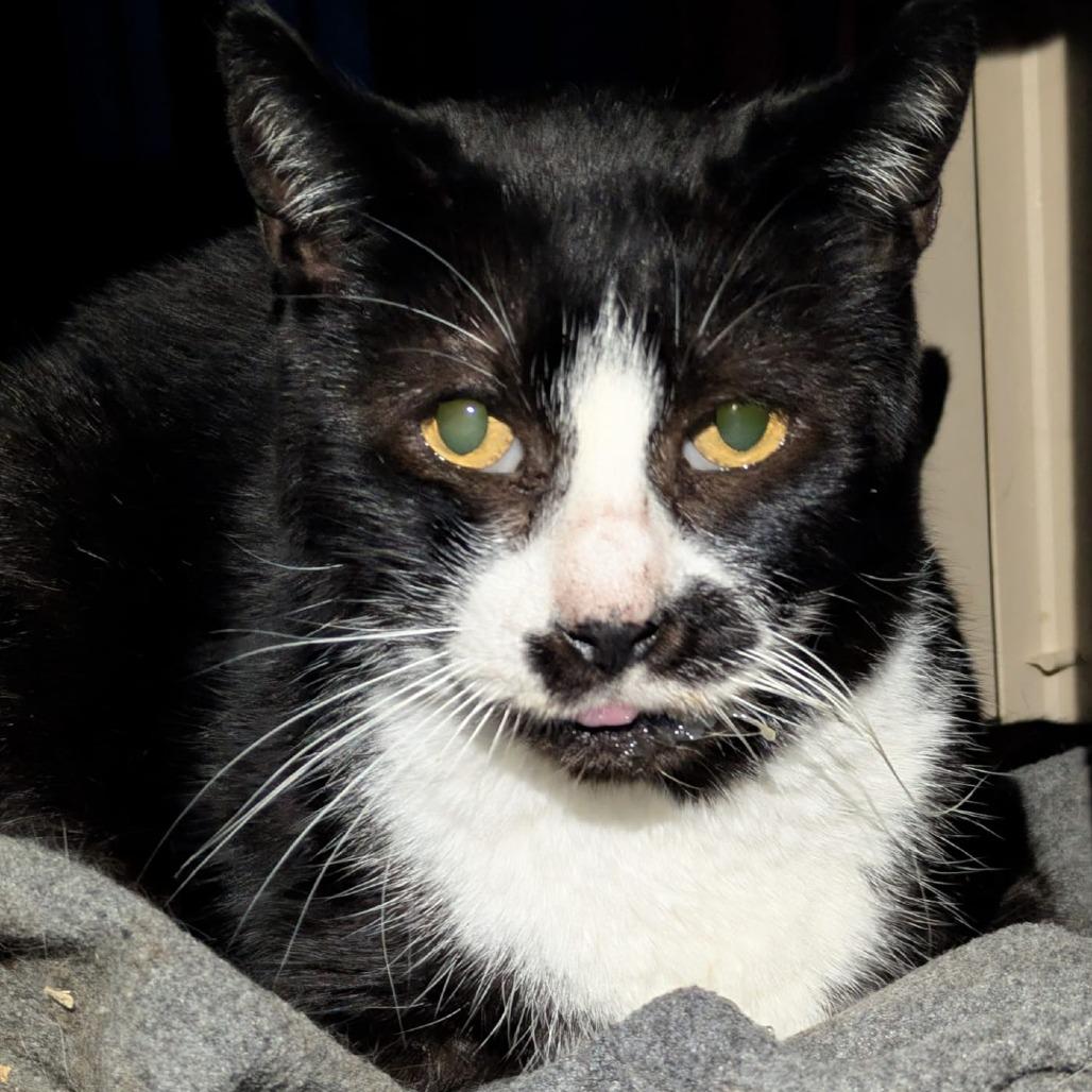 Bones — thumbnail 3