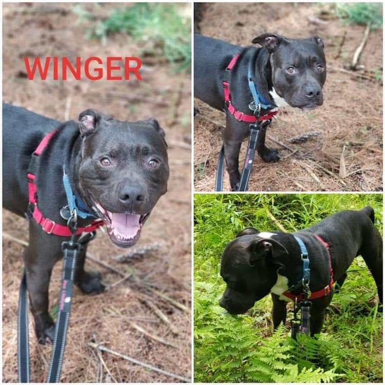 Enlarge Winger, a Adoptable Mixed Breed in Warren, OH image 1/2