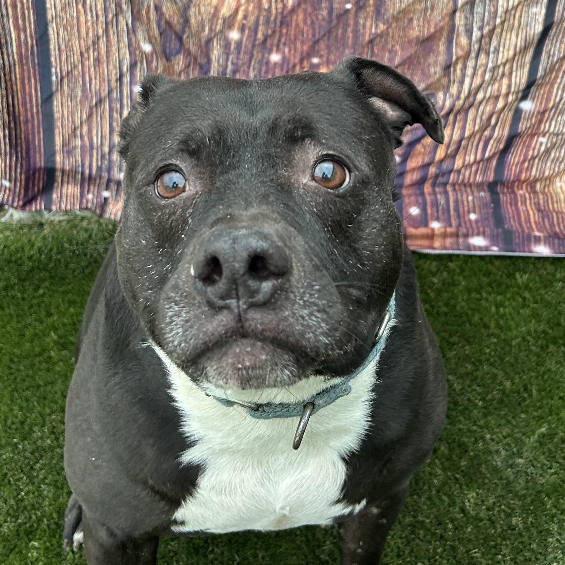 Winger, Adoptable, Senior Male Mixed Breed.