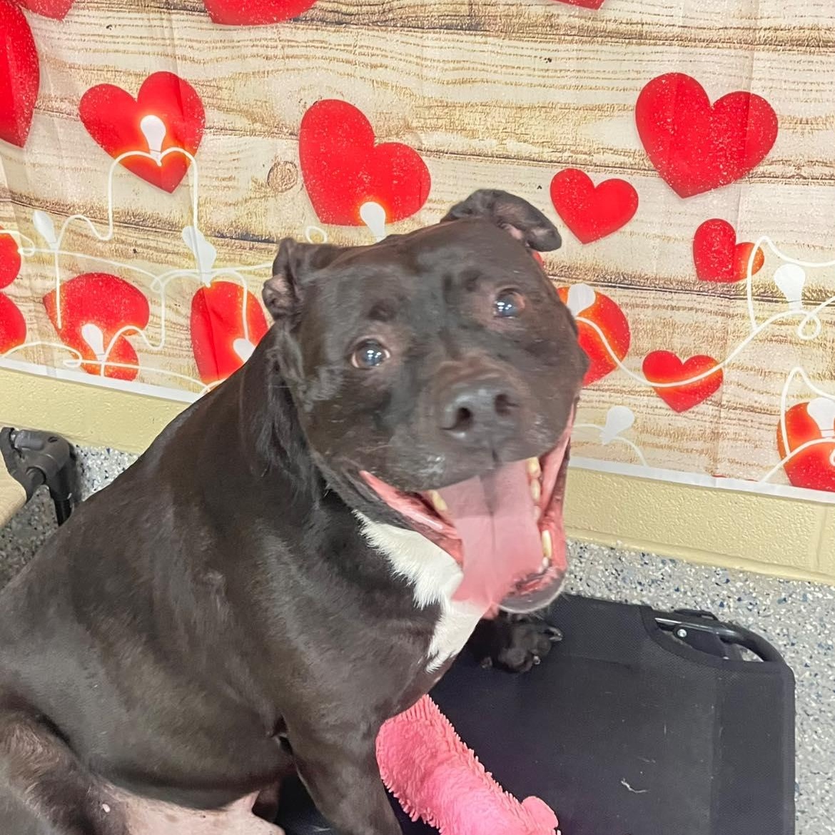 Enlarge Winger, an adoption pending Mixed Breed in Warren, OH image 2/4