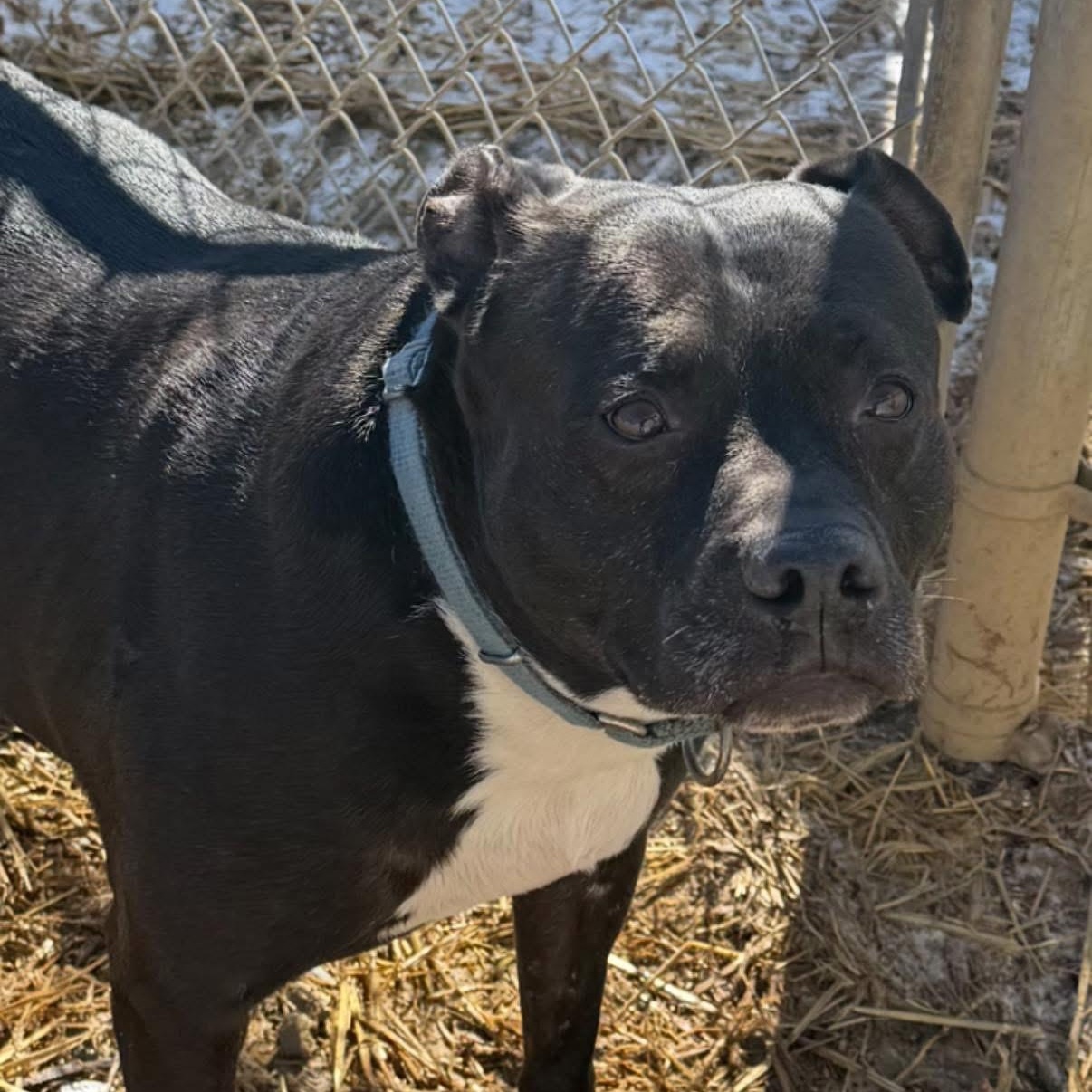 Enlarge Winger, a Adoptable Mixed Breed in Warren, OH image 3/3