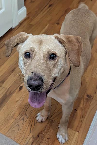 Enlarge Jake, a Adoptable mixed breed in Raleigh, NC image 2/5