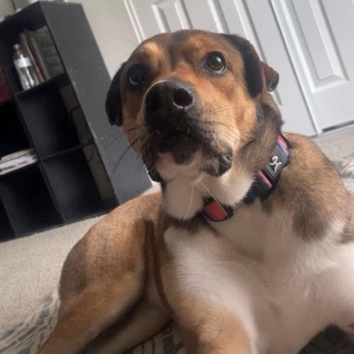 Enlarge Luna “Lulu” - Courtesy post, a Adopted Mixed Breed in Deltona, FL image 1/4