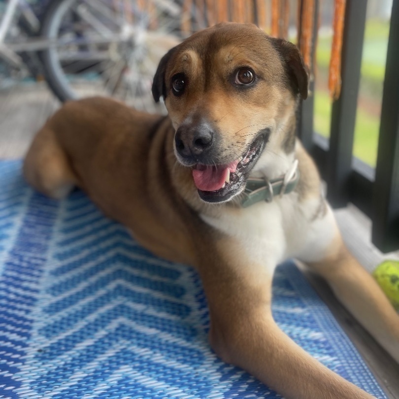 Enlarge Luna “Lulu” - Courtesy post, a Adopted Mixed Breed in Deltona, FL image 2/4